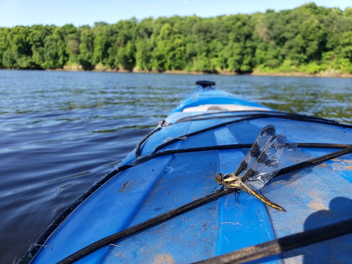 St. Croix River Kayaking: Wildlife to See