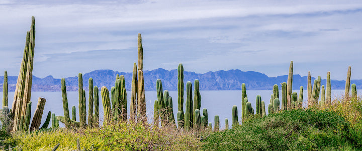 Sea Kayaking the Baja Peninsula [Part 3]: The Liquid Desert