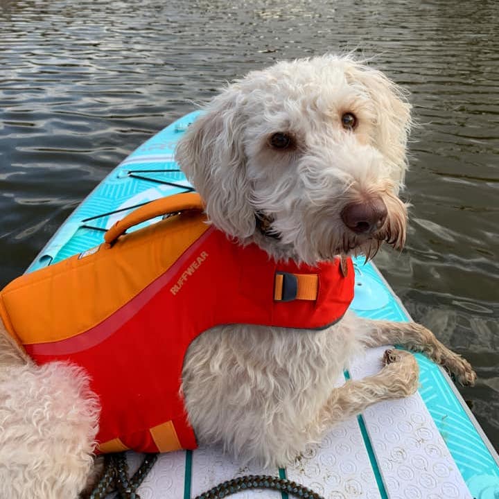 Kayak and Paddleboard with Your Dog: Best Dog Life Jackets